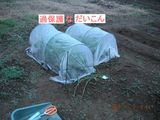 だいこん