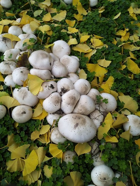 funghi