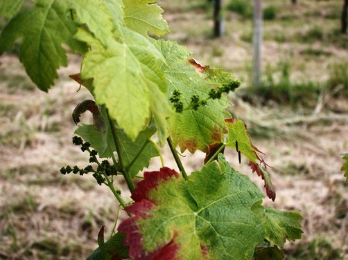IMG_5697 (2)