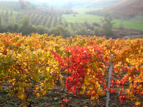 barolo 周辺 1