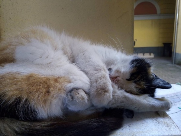 siesta2