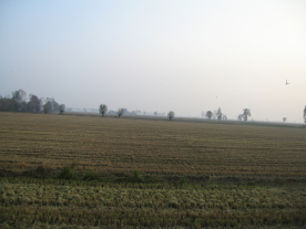 palude