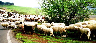 lazio 2