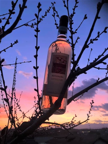 colline novaresi rosato1