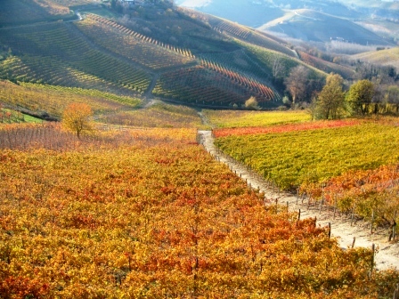 Serralunga d'Alba 1