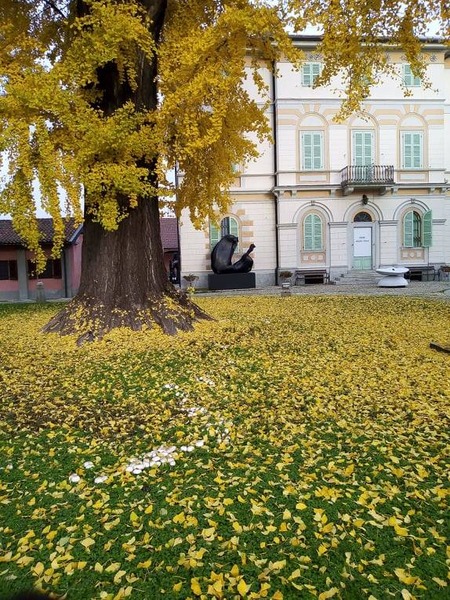 Ginkgo2 (1)