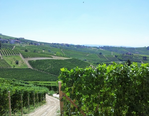 barbaresco 5