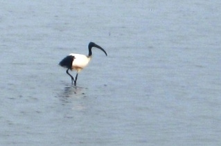 ibis nero