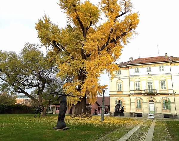 Ginkgo