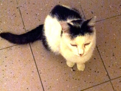 kitakugo