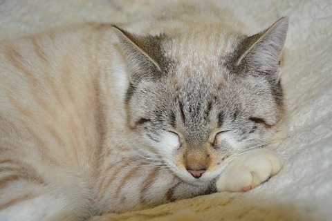 cat-3046523__340