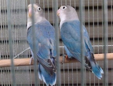 青い鳥へのあこがれはいつまでも 藍色のボタンインコがやってき