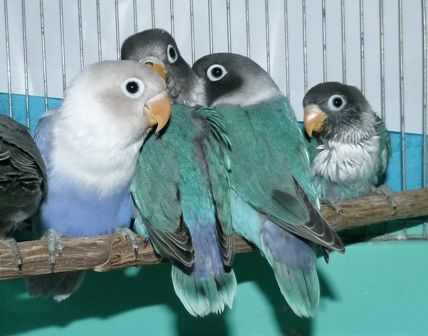 冷たい雨の一日 巣立ちしたばかりボタンインコの雛たちです 元さんの藍と鳥ワールド