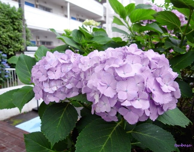 aji