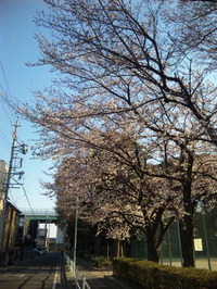 桜