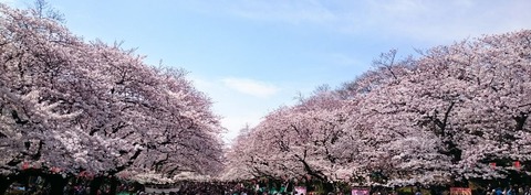 さくら