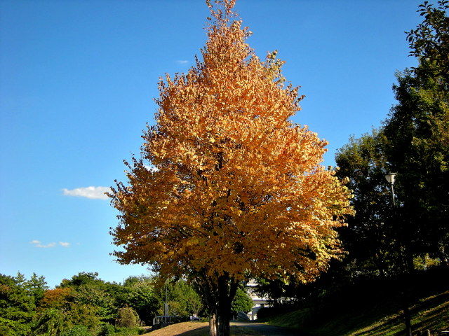 DSCN0133