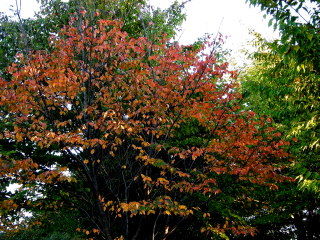 DSCN0245
