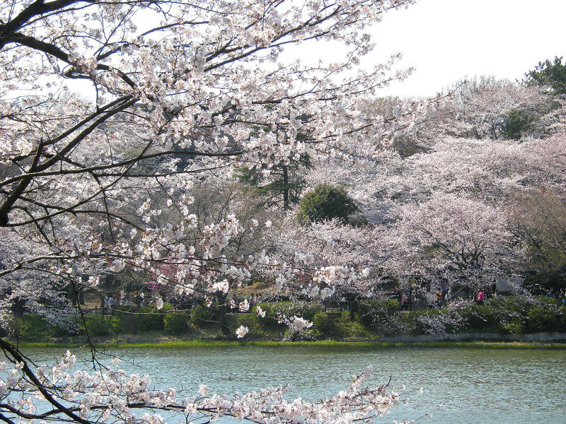 三ツ池公園鴨南ばん_26