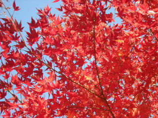 _29DSCN0963