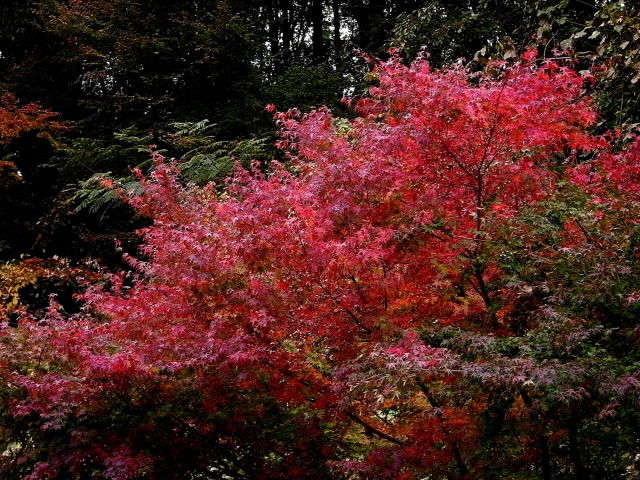 DSCN0730