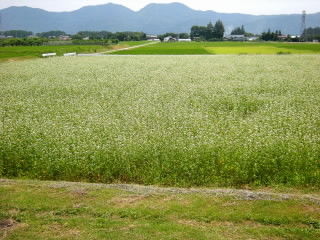 DSCN9949