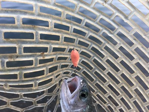 IMG_3243