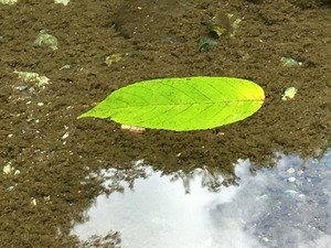 IMG_2520