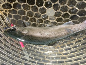 IMG_1726