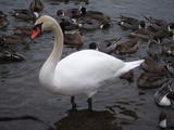 2008_12230025 (2)