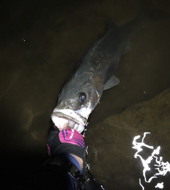 子吉川納得のいかない釣果