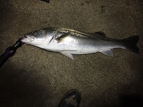 デジタル魚拓って…いいね!
