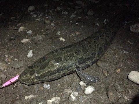 トップで魚を釣るときってベリーの色が重要なんだね。