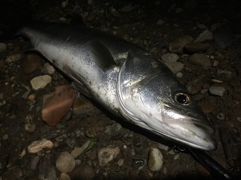 【雄物釣行】荒れる前に