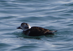 image0047