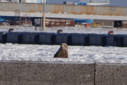 image0038