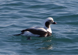 image0046