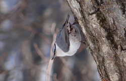 image0042