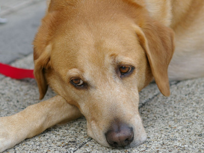 labrador001