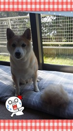 2015-05-13-08-59-09_deco