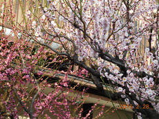 DSCN8642