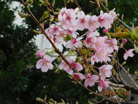 DSCN8679