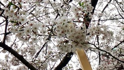 8 散歩 大吉 すこぶる_170409_0040