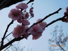 DSCN8657