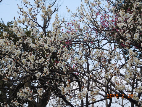 DSCN8650