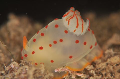 オオエラキヌハダウミウシ_R