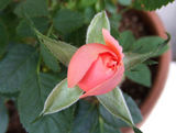 DSCF8516