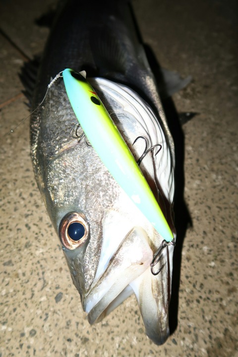 20190301202418_IMG_0644