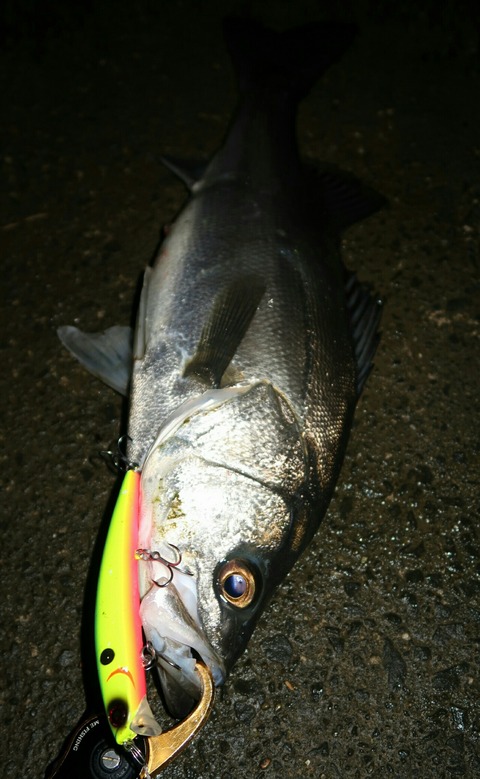 20190208010551_IMG_0598-1