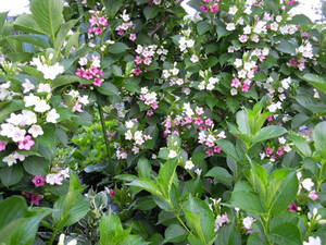 DSCN0920